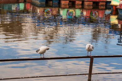 冬季云南翠湖公园里过冬的海鸥