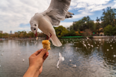 冬季云南翠湖公园里过冬的海鸥