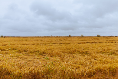 黑龙江牡丹江镜泊湖火山熔岩台地稻田