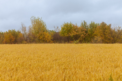 黑龙江牡丹江镜泊湖火山熔岩台地稻田