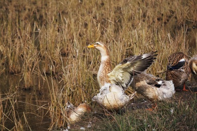蜀南地区稻田里的麻鸭