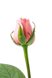 白背景上一朵粉红玫瑰花