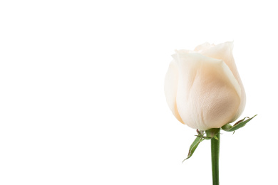 白背景上一朵白玫瑰花