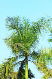 夏天海边一片绿色的棕榈树
