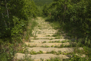 中国大兴安岭森林中长满小草的台阶