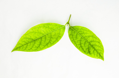 白色背景上连在一起的两片绿叶