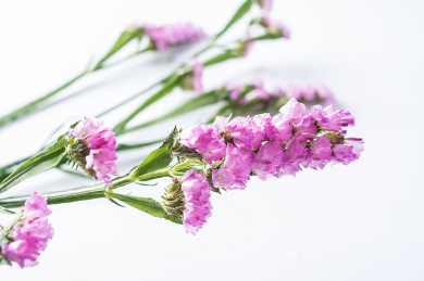 白背景上的园艺鲜切花勿忘我，紫色补血草