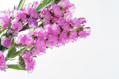 白背景上的园艺鲜切花勿忘我，紫色补血草