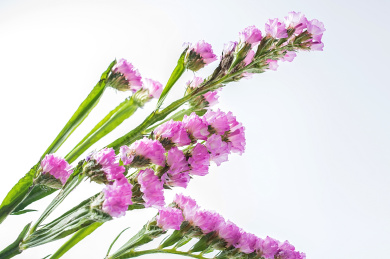 白背景上的园艺鲜切花勿忘我，紫色补血草