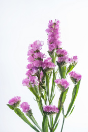 白背景上的园艺鲜切花勿忘我，紫色补血草