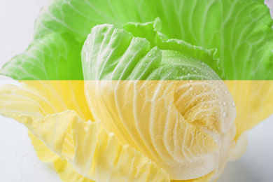 一颗鲜嫩包菜心  新鲜