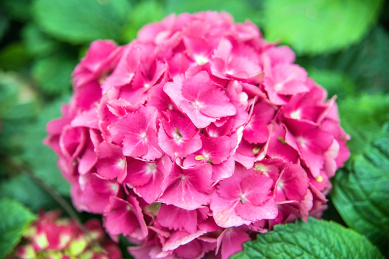 春天盛开的绣球花 小天蓝绣球