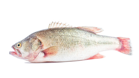 一条鲜活的鲈鱼在白背景上