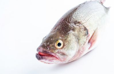 一条鲜活的鲈鱼在白背景上
