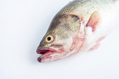 一条鲜活的鲈鱼在白背景上