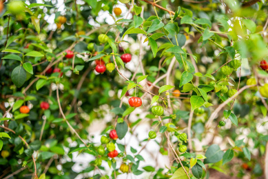 果园树上生长的巴西红果