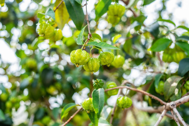 果园树上未成熟的巴西红果