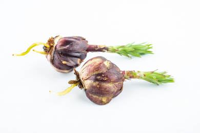 白背景上一个发芽的百合鳞茎