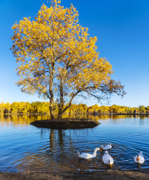 甘肃酒泉金塔胡杨林秋色黄叶风光