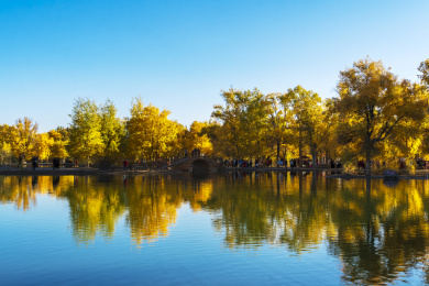 甘肃酒泉金塔胡杨林秋色黄叶风光