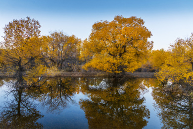 甘肃酒泉金塔胡杨林秋色黄叶风光