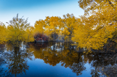 甘肃酒泉金塔胡杨林秋色黄叶风光