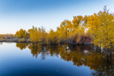 甘肃酒泉金塔胡杨林秋色黄叶风光