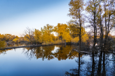 甘肃酒泉金塔胡杨林秋色黄叶风光