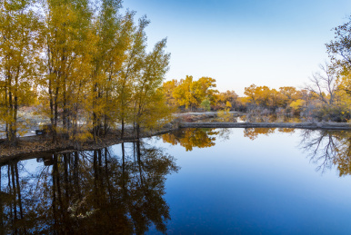 甘肃酒泉金塔胡杨林秋色黄叶风光