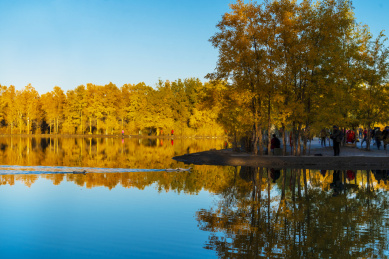 甘肃酒泉金塔胡杨林秋色黄叶风光