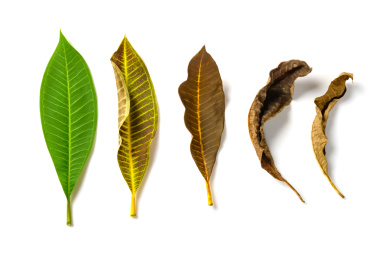 健康到枯萎的树叶比较