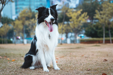 成年边境牧羊犬蹲坐在户外草坪上