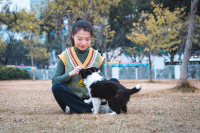 主人正在和小边境牧羊犬玩耍