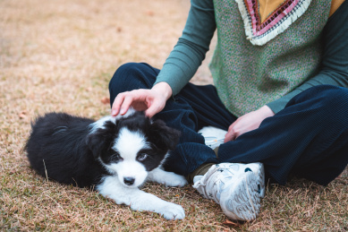 主人抚摸着趴在草坪上的边境牧羊犬幼犬