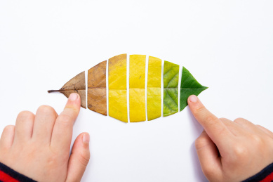 儿童做了由枯萎到鲜绿的树叶