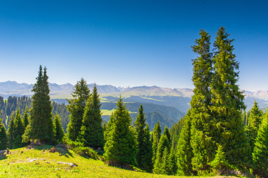 中国新疆喀拉峻草原的云杉林