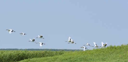 中国扎龙自然保护区的丹顶鹤