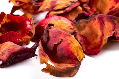 枯萎的玫瑰花瓣