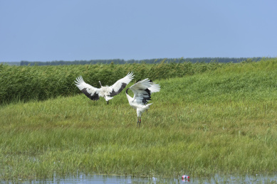 中国扎龙自然保护区的丹顶鹤