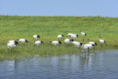 中国扎龙自然保护区的丹顶鹤