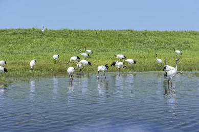 中国扎龙自然保护区的丹顶鹤