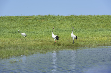 中国扎龙自然保护区的丹顶鹤