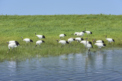 中国扎龙自然保护区的丹顶鹤