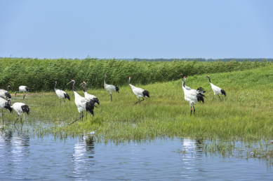 中国扎龙自然保护区的丹顶鹤