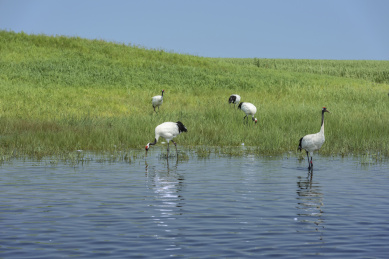 中国扎龙自然保护区的丹顶鹤