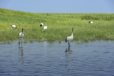 中国扎龙自然保护区的丹顶鹤