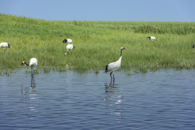 中国扎龙自然保护区的丹顶鹤