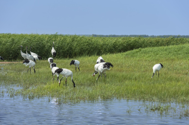 中国扎龙自然保护区的丹顶鹤