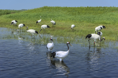 中国扎龙自然保护区的丹顶鹤