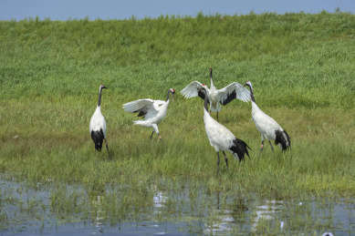 中国扎龙自然保护区的丹顶鹤